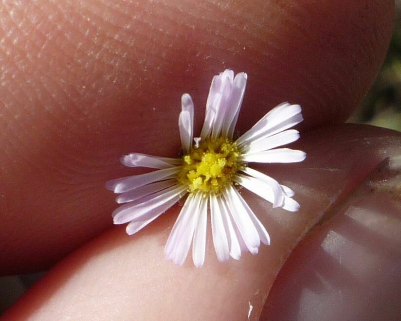 High Resolution Symphyotrichum subulatum Flower